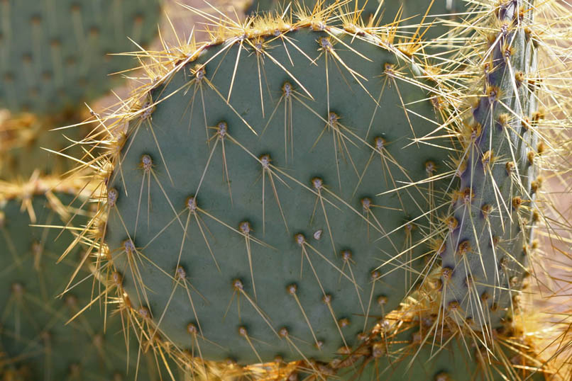 At the edge of the clearing is one of several pancake prickly pears.