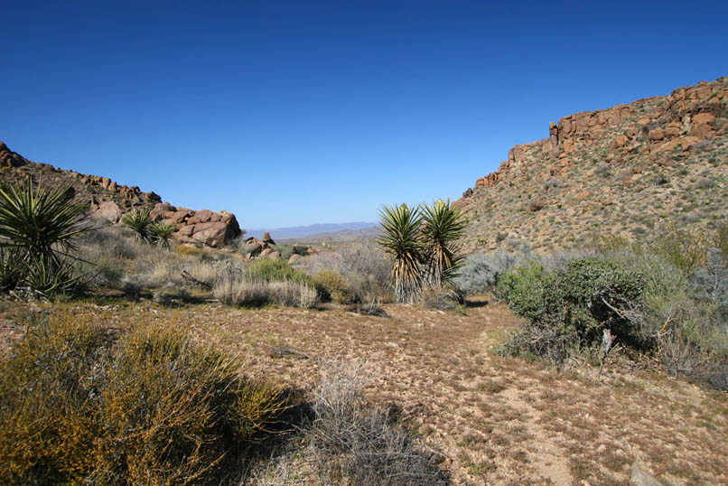 This is a look back toward the cabin site as we head further up the canyon.  The cabin site is about a hundred yards behind and to the right of the two yuccas in the center of the photo.