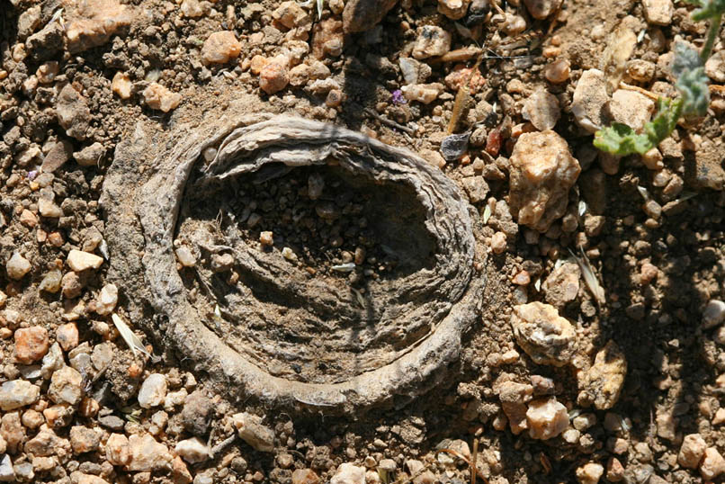 Niki, with her hawk eyes, spots the top of a trap door spider's burrow beside the trail.