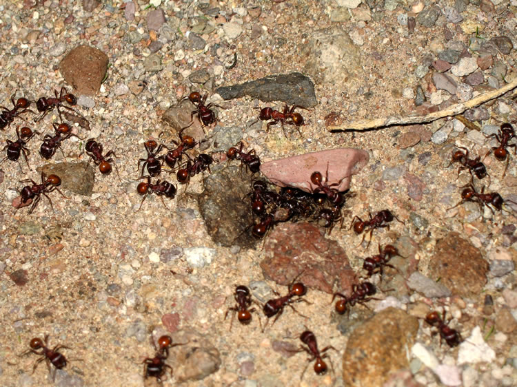 She's checking out the local ants and some disarticulated vertebrae.  There's always lots of variety in the desert!
