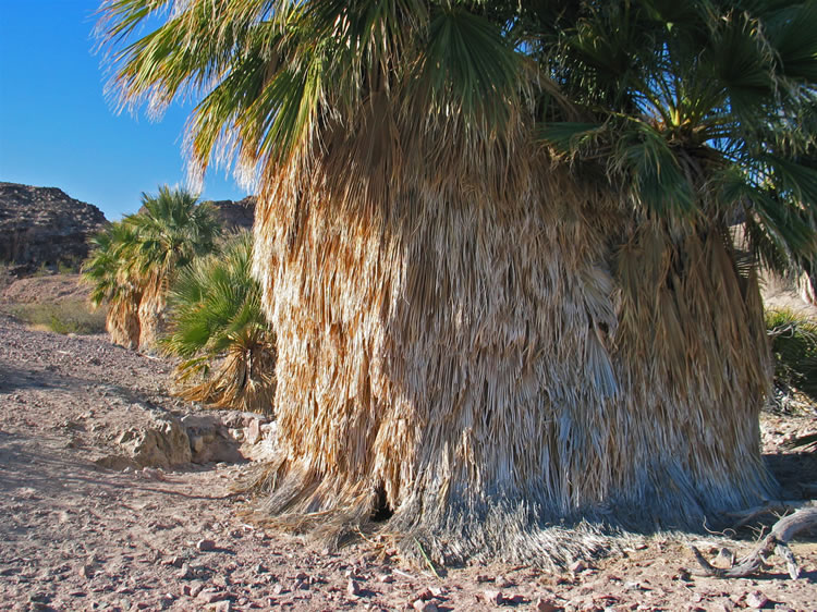 Numerous birds are flitting in and out of the skirt-like fronds and we're sure that lots of other critters are attracted to their shady security as well.