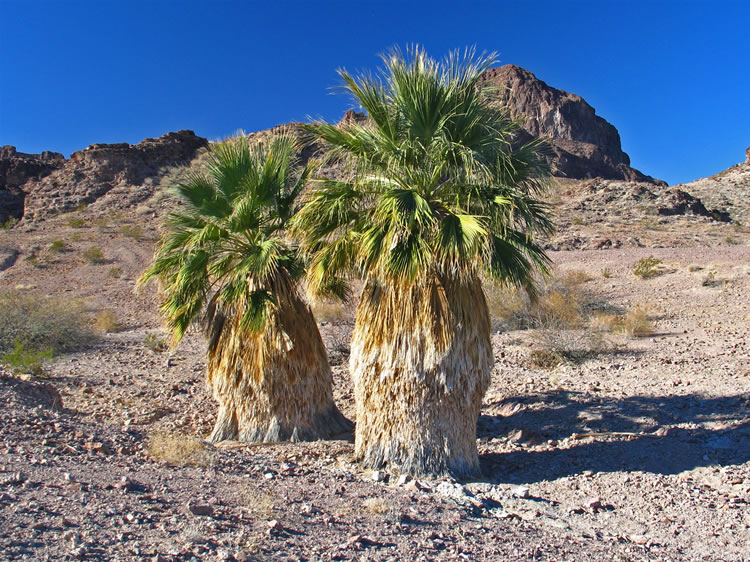 The palms are quite photogenic in the early morning light.