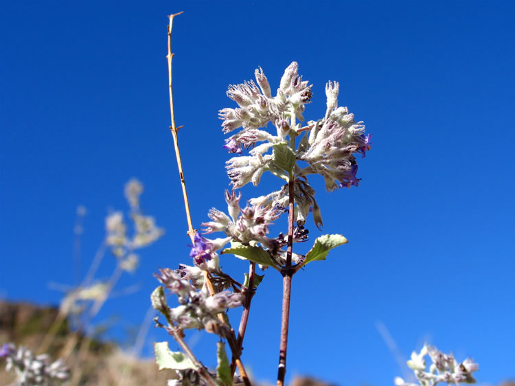 On our way back to the spring the canyon bottom is full of aromatic desert lavender bushes.