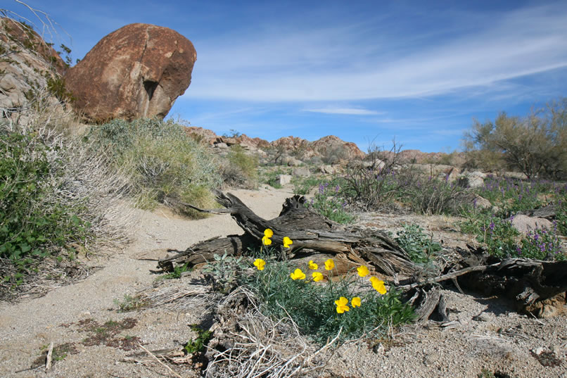 Even though it's only January, it seems that the recent rains have jump started the spring wildflower blooms.