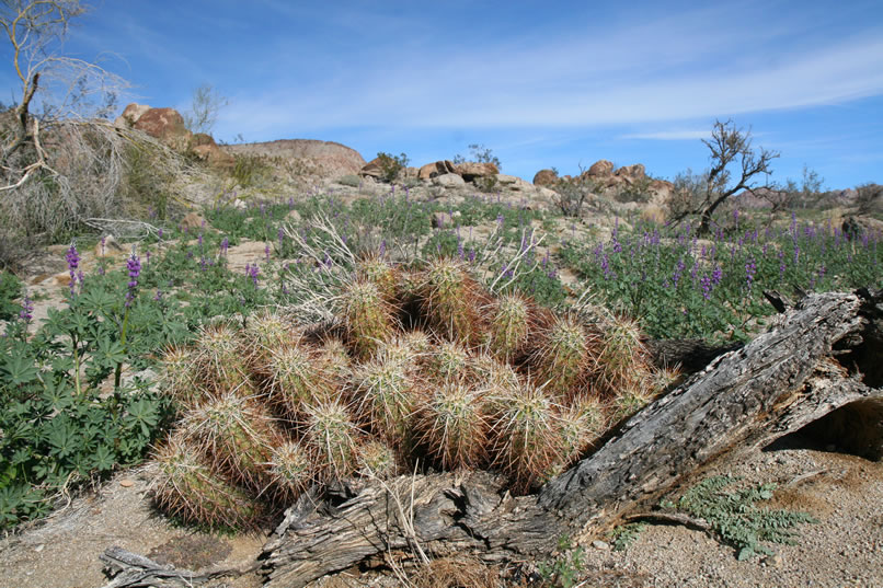 A few more extremely faint ones are found in the same boulder pile but nothing else so we continue up the wash and enjoy the plant life.