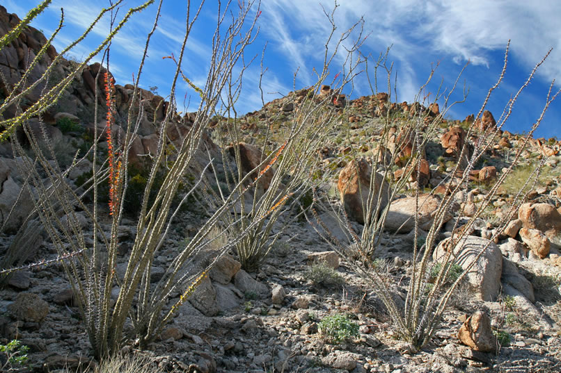 We hunt up the side wash a bit but only this stand of ocotillo catches our eye.