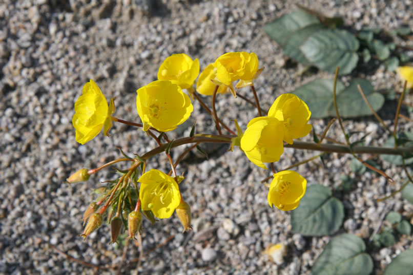 Our short walk back to the main wash is brightened up by this golden evening primrose.