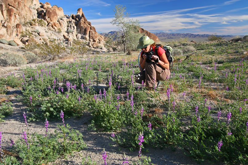 The late afternoon sunlight makes this patch of lupine glow.