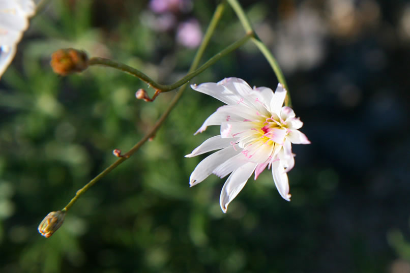 It also teases out the delicate pink highlights of this flower.