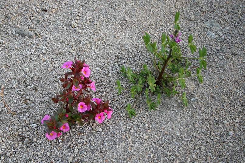 We've stayed too long but you know how it is when you're excited.  We're already planning a return trip!  Right now we're using the last of our sunlight to make a start back to the Jeep.  This Monkeyflower is one of many colorful plants that are blooming early this year due to the recent rain.