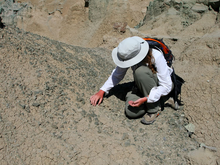 Nearby we find several tiny fossil twigs.