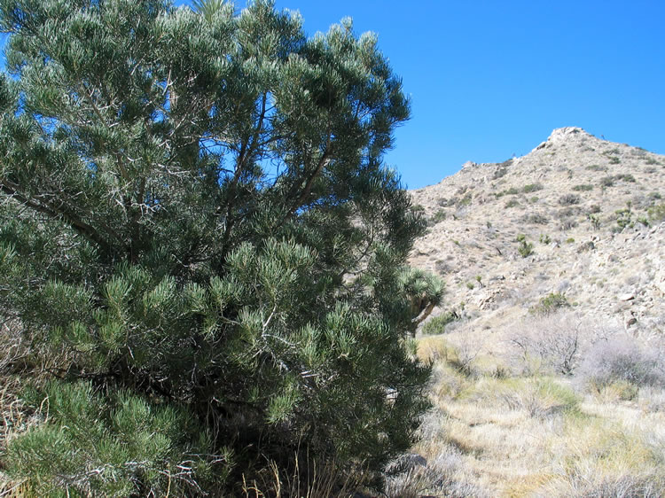 As we hike steadily higher, we begin to see pinion pines.