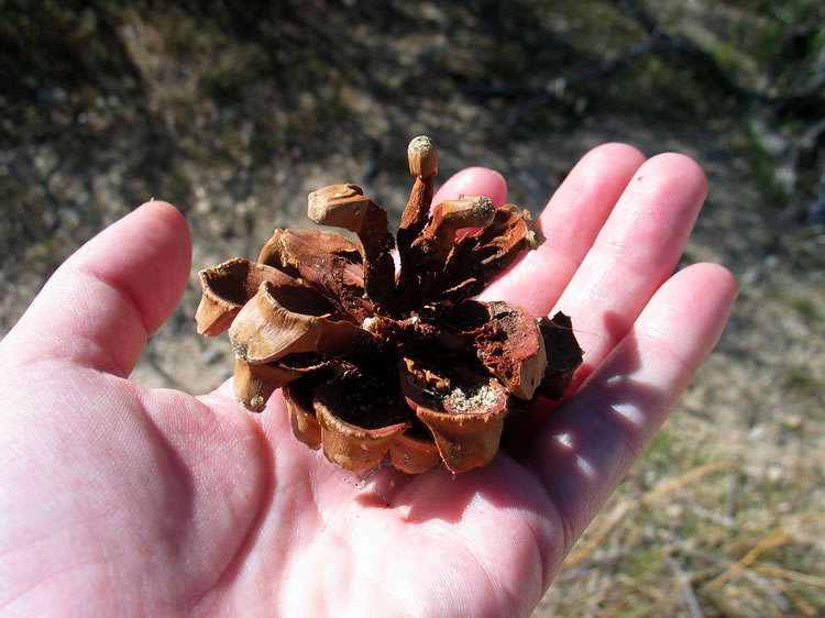 The pinion nut was an important part of the Native American diet in this area.