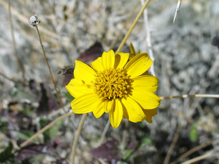 Even at these higher elevations there were plants blooming to cheer us on.