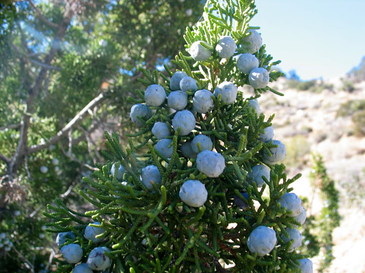 Lots of berries!