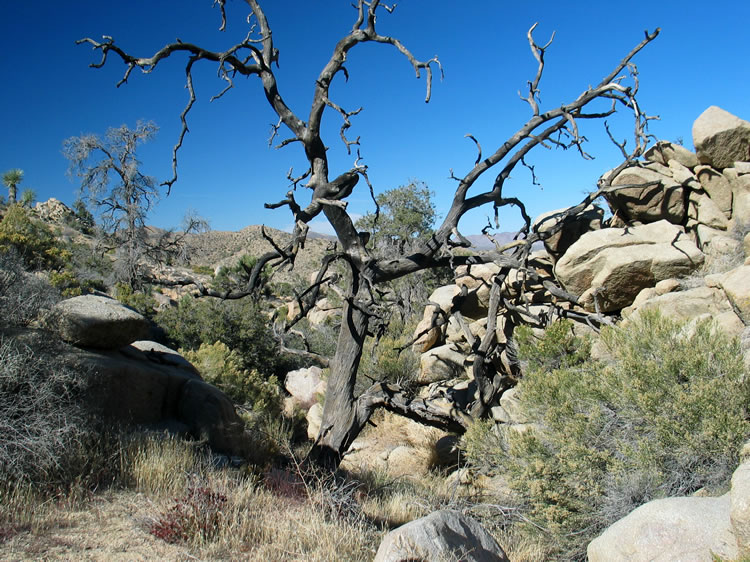 Further up the canyon, past the site, is a dim track marked by trail ducks.  We were out of time and had to start back.  Next time we'll check it out.  This dead tree is quite a sight!