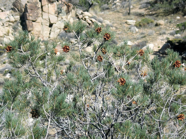 Lots of pinion pines up here.