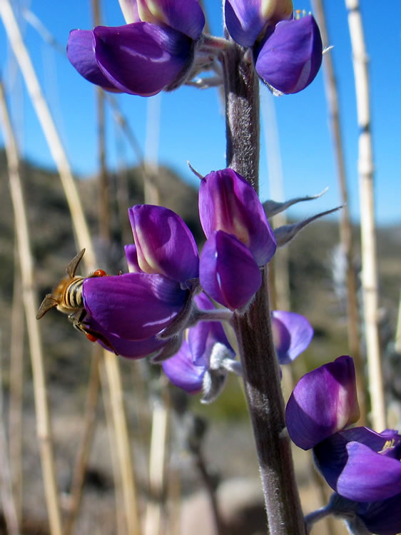 The bees liked it.  We encountered a lot of bees, especially around water sources.
