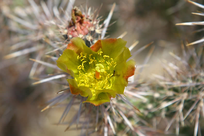 A closer look shows a small insect inside this bloom.