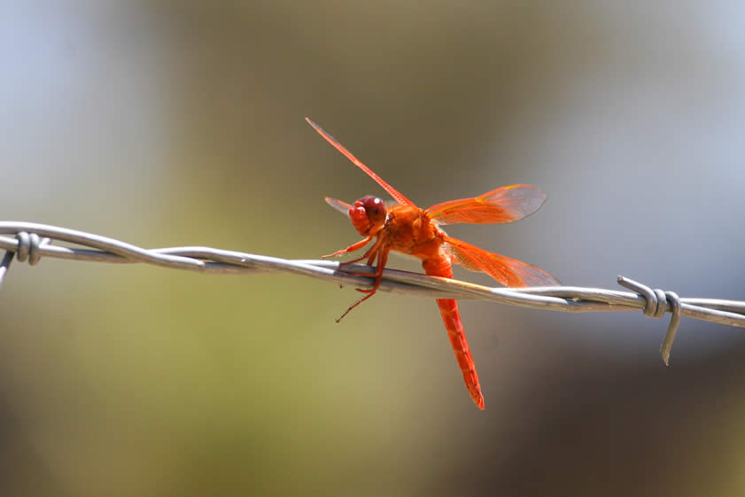 She's interested in this colorful dragonfly that's been hanging out on the barbed wire just above the pool of water that's sure to attract a tasty insect snack for it.