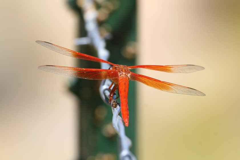 Here's another shot from a different angle.
