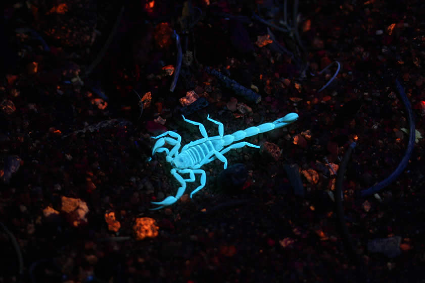 Here, looking like a delicate green gem on a bed of glowing charcoal, is a tiny scorpion.  Who knew that there were so many of these things around!