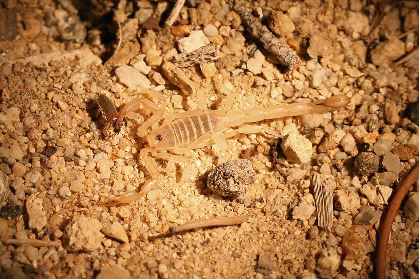 Another shot of the same scorpion using the light from our flashlight shows how difficult it is to spot these tiny guys by natural light.  Notice the insect held firmly by the scorpion's claw.
