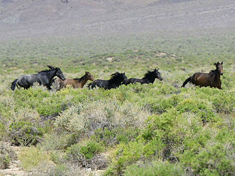 Love the flying manes and flared nostrils as they try to outrun the telephoto lens.
