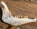 jaw