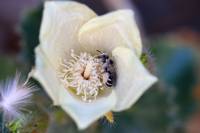 A bee busy gathering nectar and pollen.