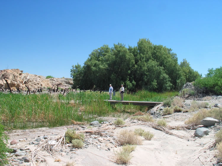 Salt Springs was a prehistoric Indian camp long before it became a stop on the Santa Fe-Salt Lake Trail.  The lure here, of course, was water.  It was barely palatable, but in the desert it meant the difference between life and death.  We're heading toward the giant Athol tree grove in the background to cool off before resuming the hike.