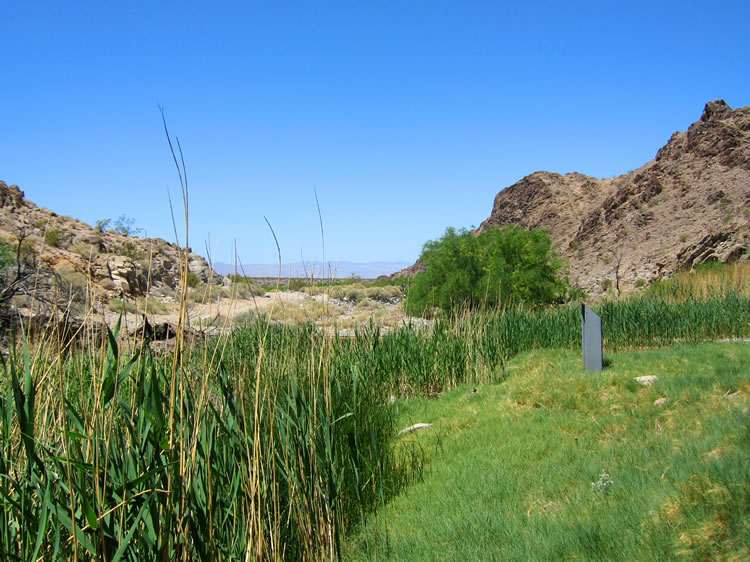 As we leave the trees, the vivid green of the vegetation around the springs is in sharp contrast to the surrounding desert.