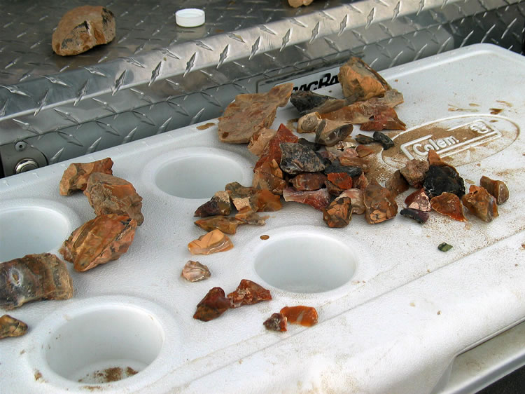 When we return to the truck we empty our collecting bags and sort our finds.