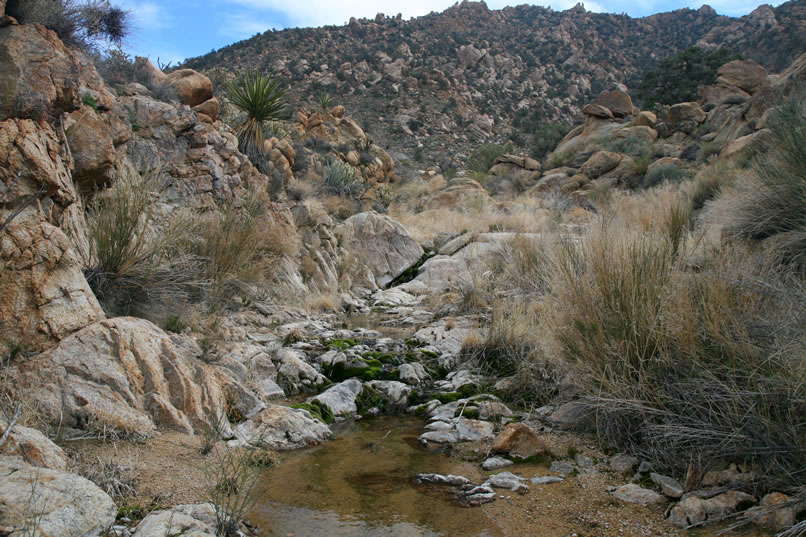 There's actually an old road that leads up to the mine but we're having much more fun following the stream.