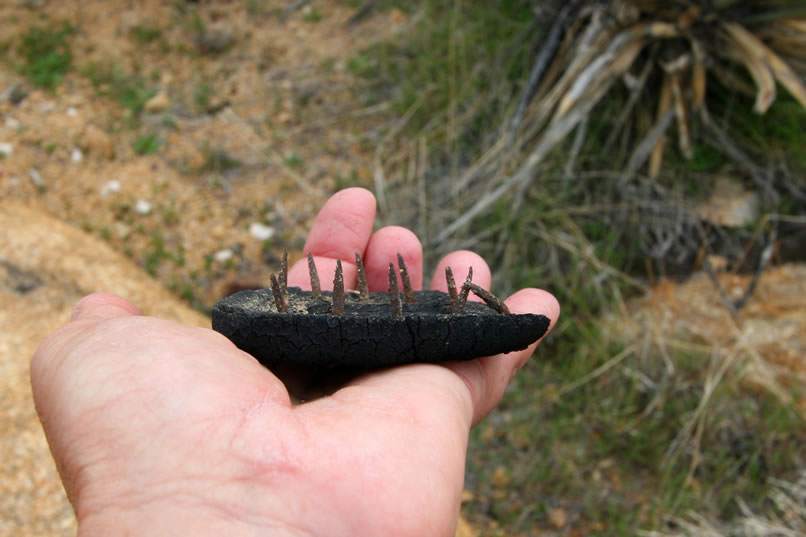 Here's a side view showing the vicious looking nails!