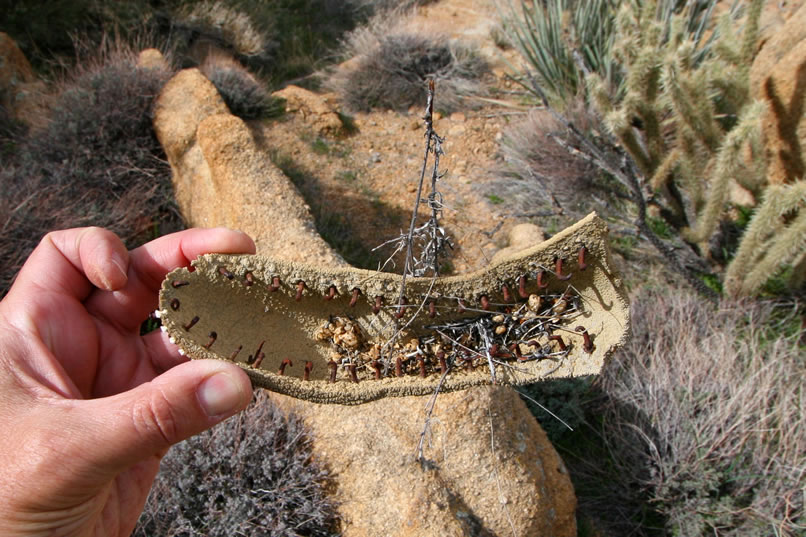 We don't know who was doing the shoe repairs around here but they sure didn't skimp on the nails!