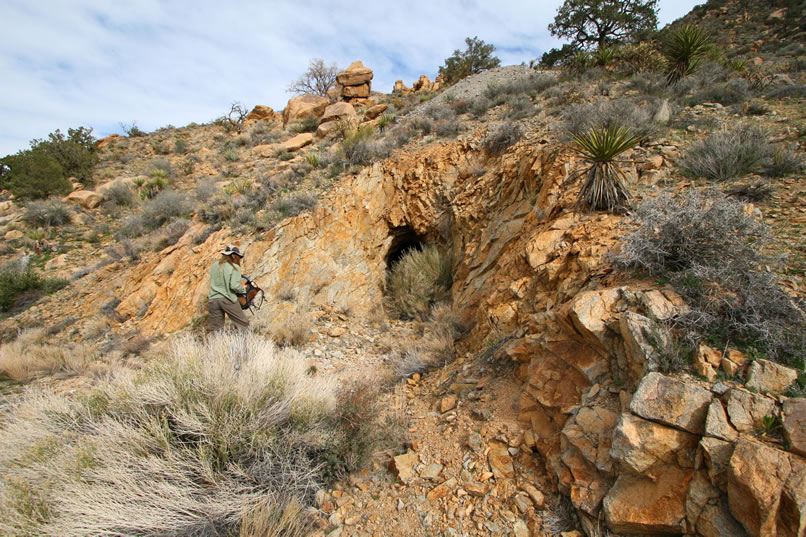 The tunnel entrance, which is partially obscured by a bush, looks solid enough for a bit of exploring.