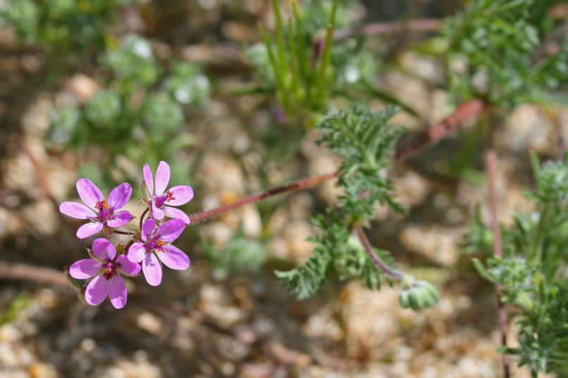 filaree blossoms