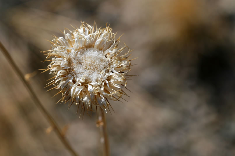 The remains of this desiccated wildflower still have an amazingly delicate beauty.