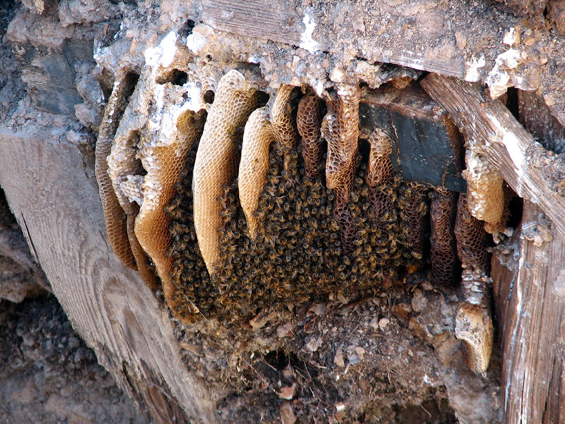 As scouts fly up to check us out, we're able to get a couple of shots of the hive itself.