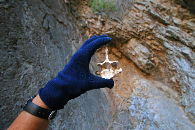 Jamie finds what appears to be a vertebrae, possibly from a more modern bighorn.