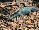 lizard
